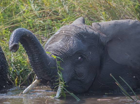 Elephant-Camp-Okavango-Botswana-16