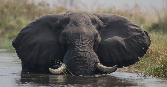 Elephant-Camp-Okavango-Botswana-20