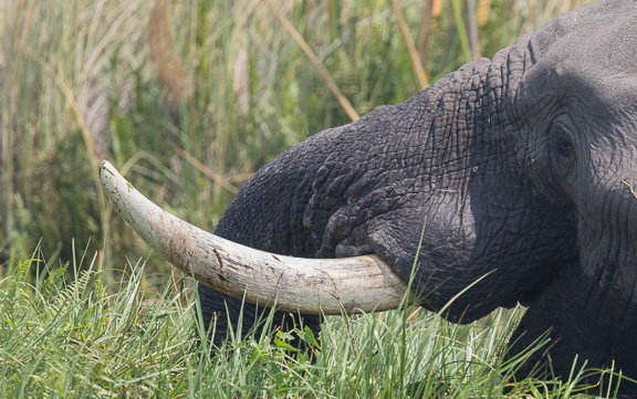 Elephant-Camp-Okavango-Botswana-26