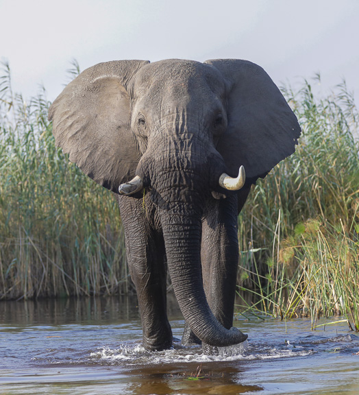 Elephant-Camp-Okavango-Botswana-29