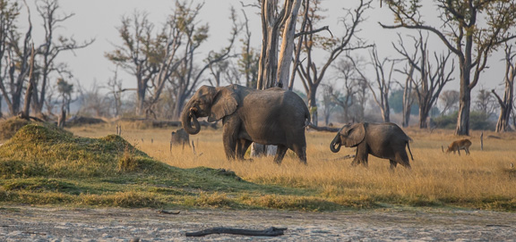 Elephant-Camp-Okavango-Botswana-5