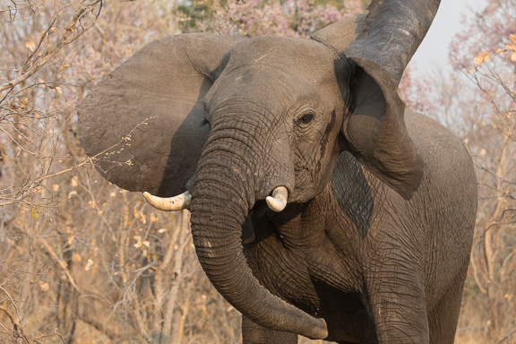 Elephant-Camp-Okavango-Botswana-7