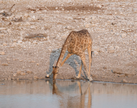 Etosha-national-park-giraffe-drinkiong-waterhole