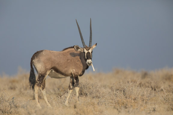 Etosha-national-park-oryx-gemsbok