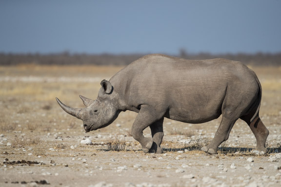 Etosha-national-park-rhino-1