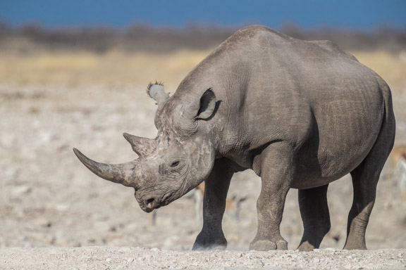 Etosha-national-park-rhino-2