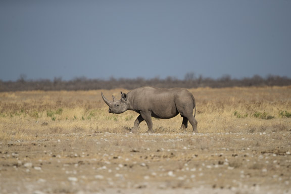 Etosha-national-park-rhino