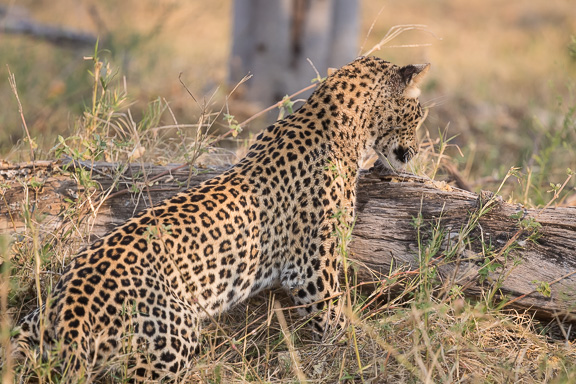 Leopard-Camp-Okavango-Botswana-10