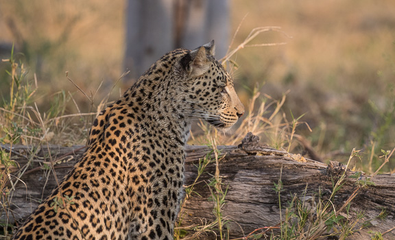 Leopard-Camp-Okavango-Botswana-11