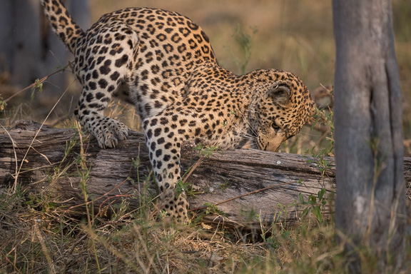 Leopard-Camp-Okavango-Botswana-12