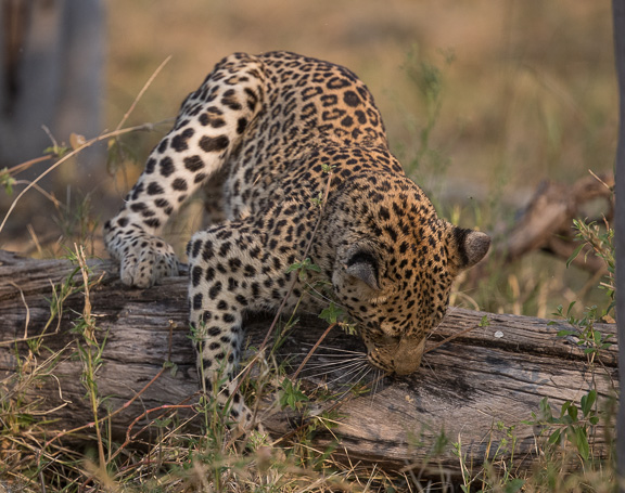 Leopard-Camp-Okavango-Botswana-13