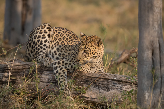 Leopard-Camp-Okavango-Botswana-14