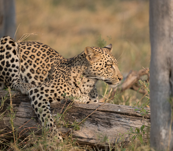 Leopard-Camp-Okavango-Botswana-15