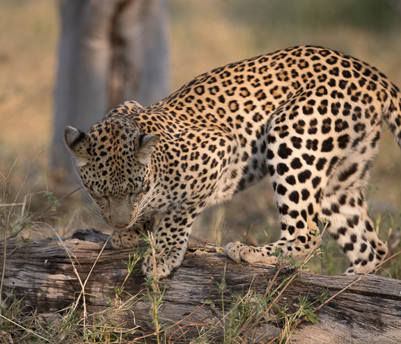 Leopard-Camp-Okavango-Botswana-16