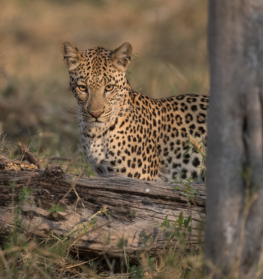 Leopard-Camp-Okavango-Botswana-17