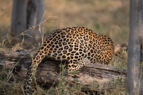 Leopard-Camp-Okavango-Botswana-18