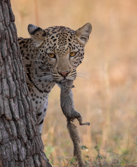 Leopard-Camp-Okavango-Botswana-19