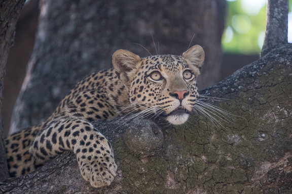 Leopard-Camp-Okavango-Botswana-2