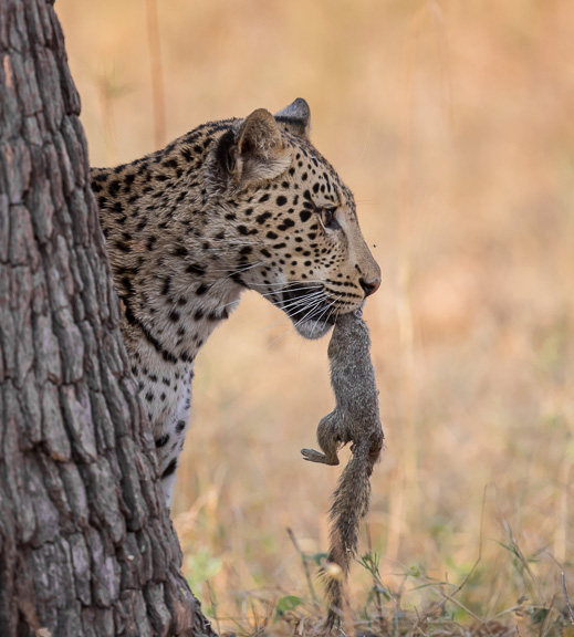 Leopard-Camp-Okavango-Botswana-20