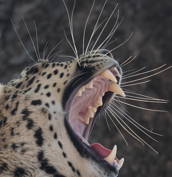 Leopard-Camp-Okavango-Botswana-5