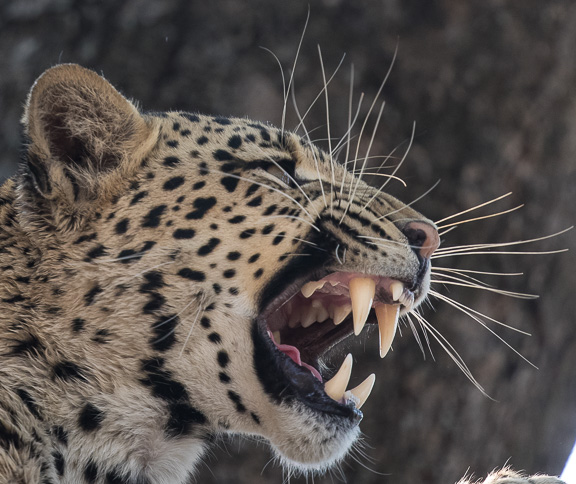 Leopard-Camp-Okavango-Botswana-6