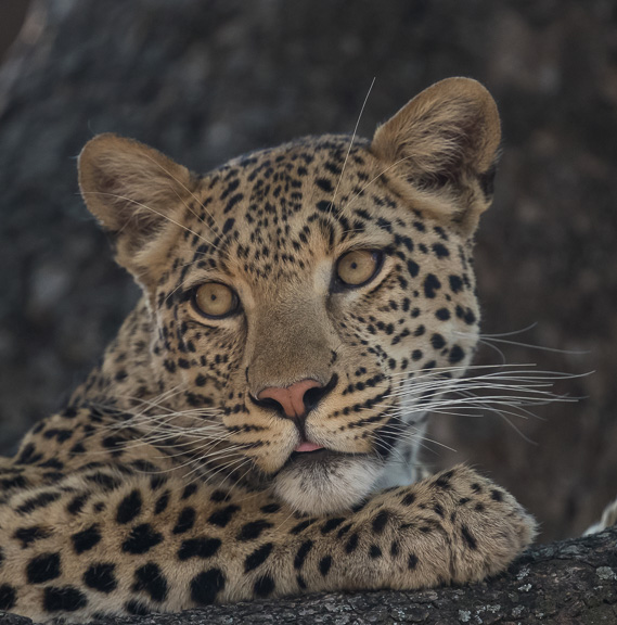 Leopard-Camp-Okavango-Botswana-7