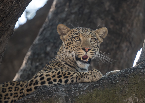 Leopard-Camp-Okavango-Botswana-8
