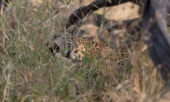 Leopard-Camp-Okavango-Botswana-9