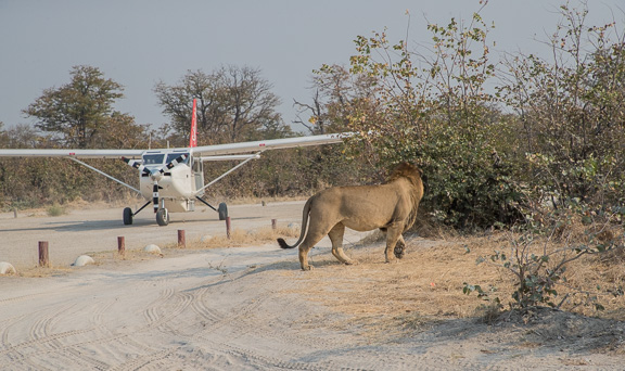 Lion-male-airstrip-Botswana-19
