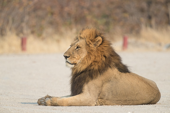 Lion-male-airstrip-Botswana-4