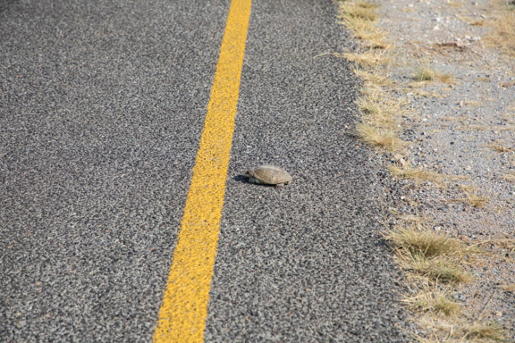 Turtle-road-Namibia