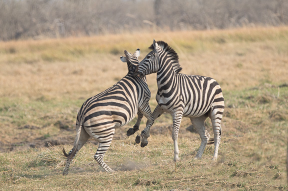 Zebra-males-fighting-Botswana-Moremi-11