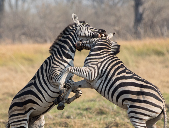 Zebra-males-fighting-Botswana-Moremi-12