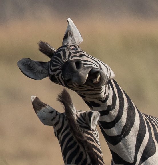 Zebra-males-fighting-Botswana-Moremi-15