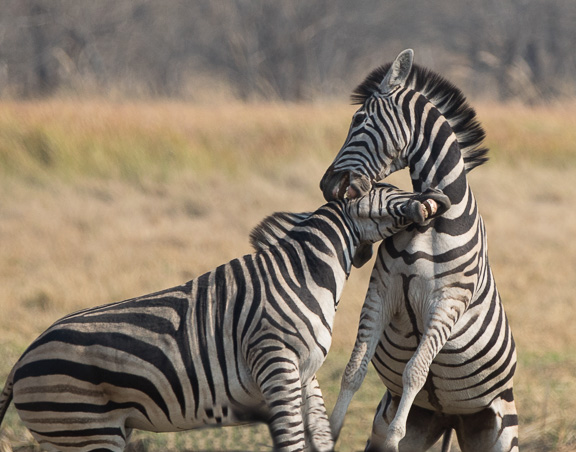Zebra-males-fighting-Botswana-Moremi-7
