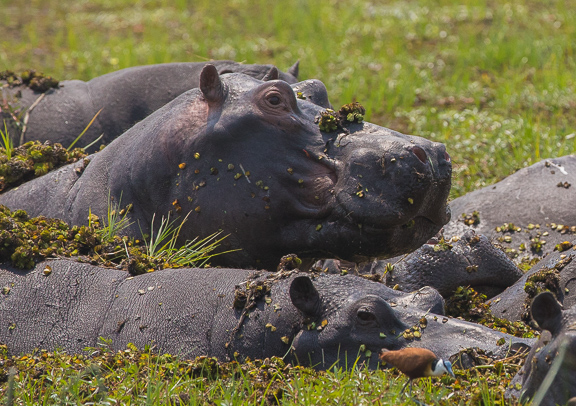 hippo-Okavango-Botswana-11