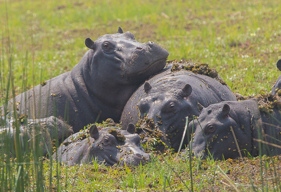 hippo-Okavango-Botswana-5
