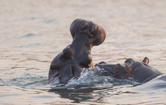 hippo-Okavango-Botswana