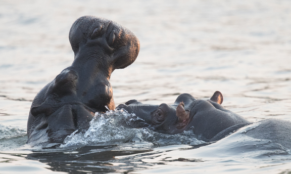 hippo-zambezi-fighting
