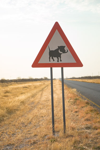 warthog-crossing-namibia