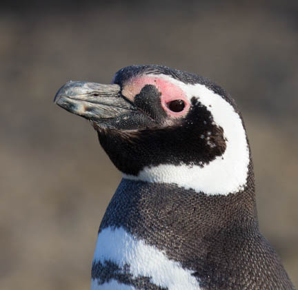 Picture of a Magellanic Penguin