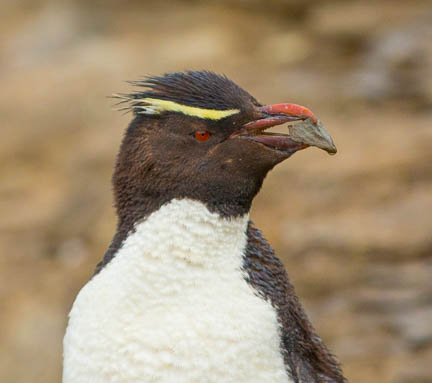 Picture of a Rockhopper Penguin
