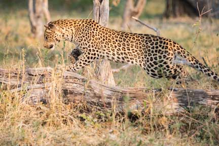 A leopard running over a log chasing its prey