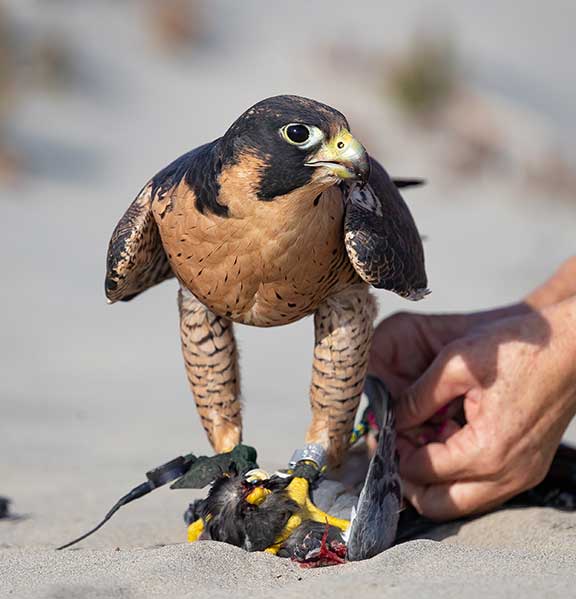 Peregrine Falcon In Flight Long Beach Animal Hospital