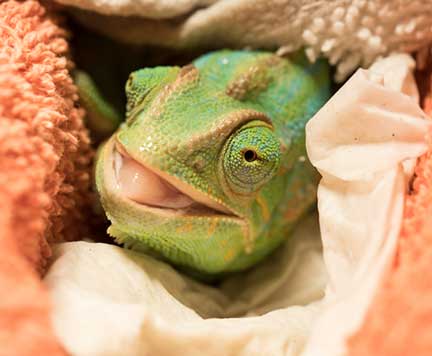 Chameleon with tongue partially pulled back into the mouth