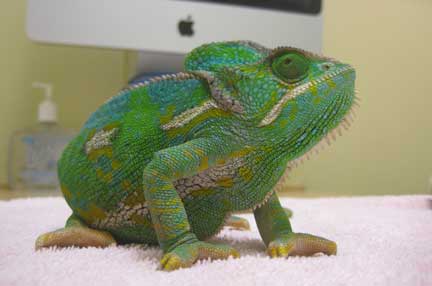 Chameleon face and body from a side view