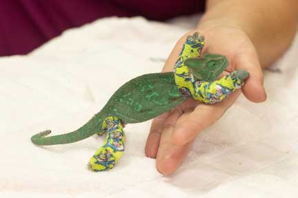Chameleon with splints on all four legs